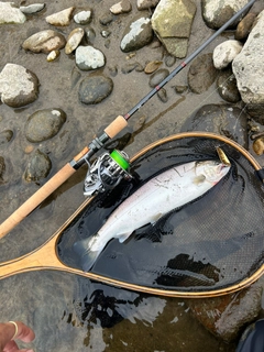 サクラマスの釣果