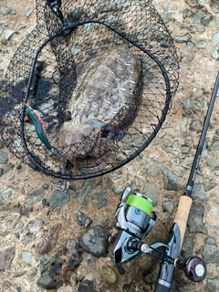 コウイカの釣果