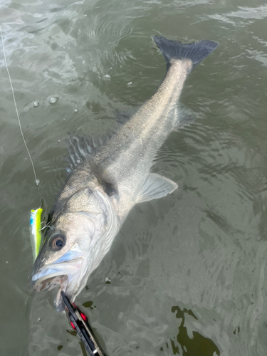 シーバスの釣果