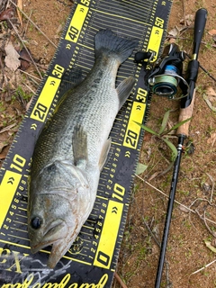 ブラックバスの釣果