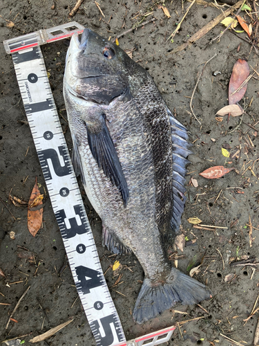 クロダイの釣果