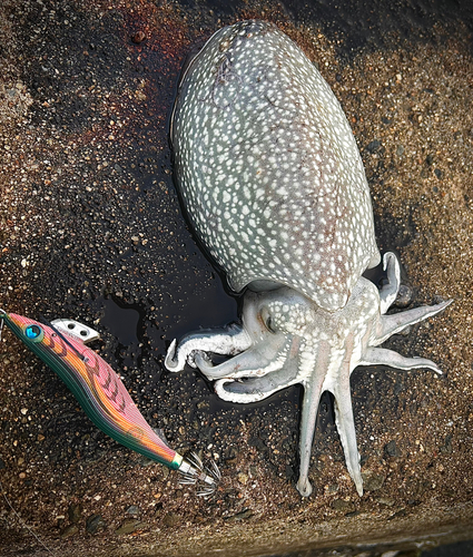 シリヤケイカの釣果