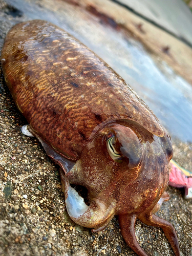 コウイカの釣果