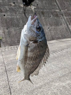 キチヌの釣果