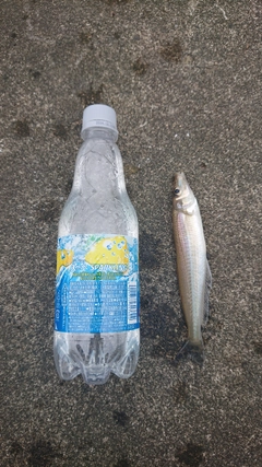 シロギスの釣果