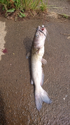 アメリカナマズの釣果