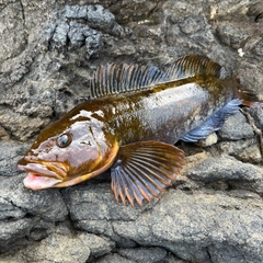 アイナメの釣果