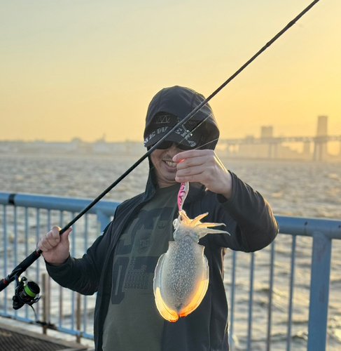 シリヤケイカの釣果