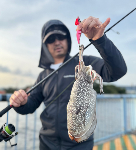 シリヤケイカの釣果