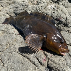 アイナメの釣果