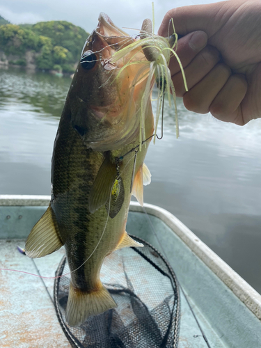 ラージマウスバスの釣果