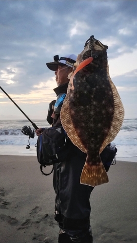 ヒラメの釣果