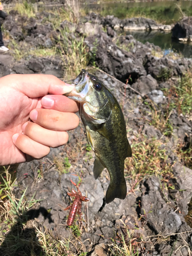 ラージマウスバスの釣果