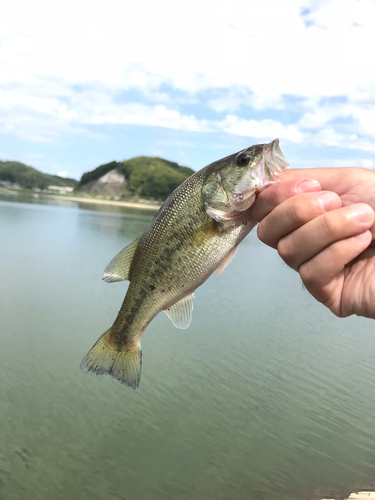 ラージマウスバスの釣果