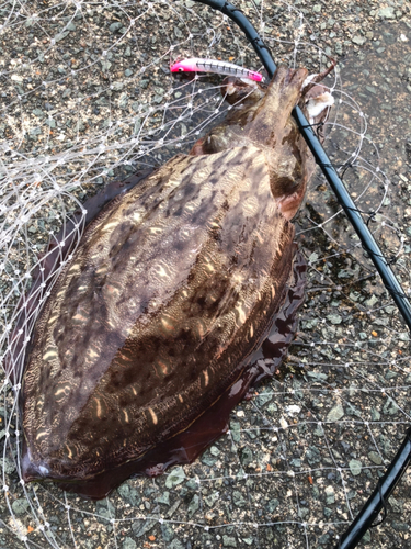 モンゴウイカの釣果