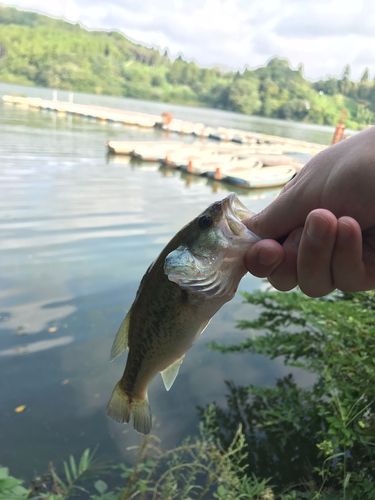 ラージマウスバスの釣果