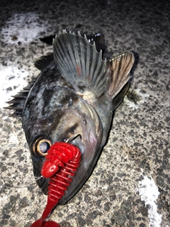 クロソイの釣果