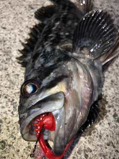 クロソイの釣果