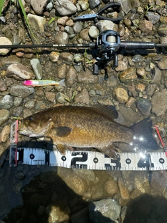 スモールマウスバスの釣果