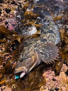 アイナメの釣果