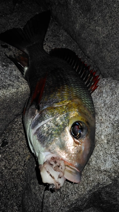 ヨコシマクロダイの釣果