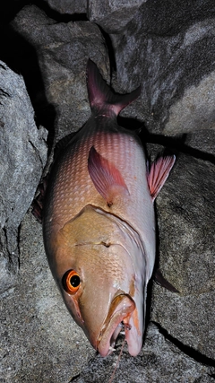 バラフエダイの釣果