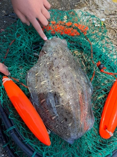 コウイカの釣果