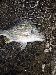 キビレの釣果