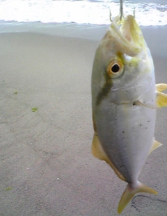 ショゴの釣果