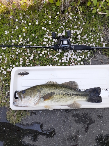 ブラックバスの釣果