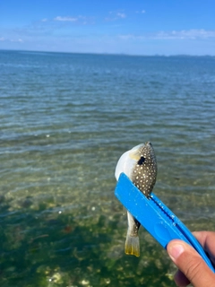 フグの釣果