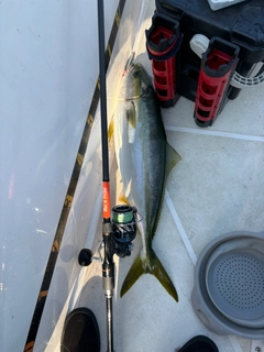 ハマチの釣果