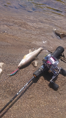 イワナの釣果