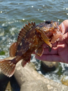 カサゴの釣果