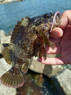 ムラソイの釣果