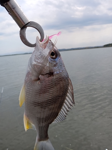 キビレの釣果