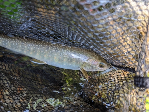 イワナの釣果