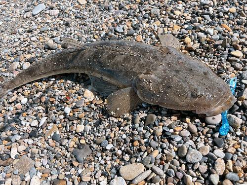 マゴチの釣果