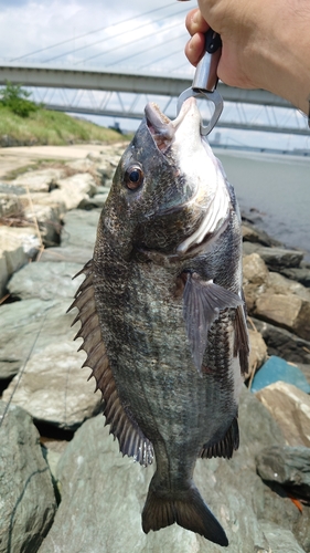 クロダイの釣果