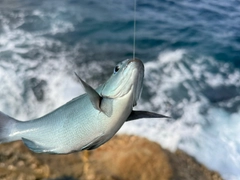 オナガグレの釣果