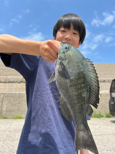 メジナの釣果