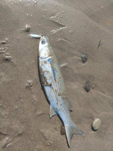 千浜海岸