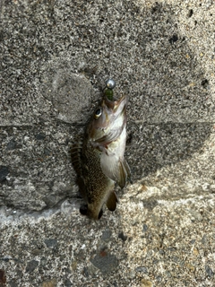 エゾメバルの釣果