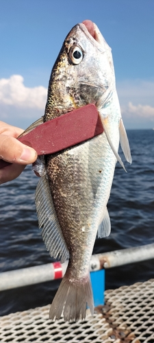 イシモチの釣果