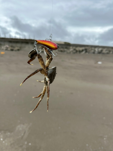 カニの釣果