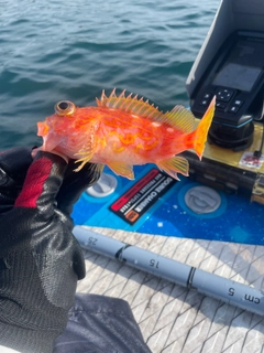 アヤメカサゴの釣果