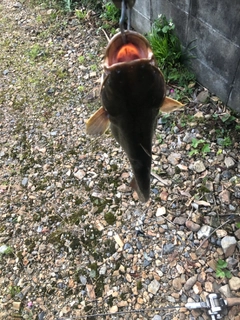 マナマズの釣果