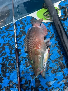 ヒトスジモチノウオの釣果