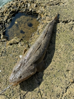 マゴチの釣果