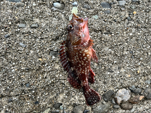 カサゴの釣果